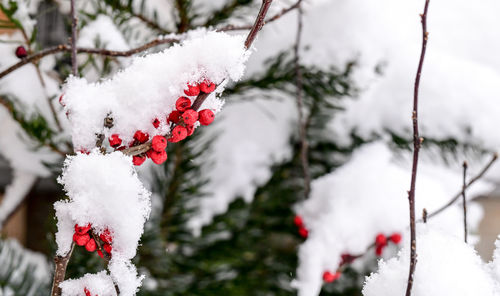 Red berries on the branch covered in winter snow