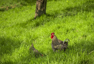 Hens on grass field