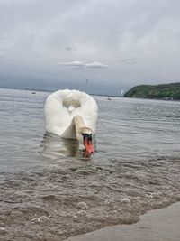 Swan swimming in sea against sky