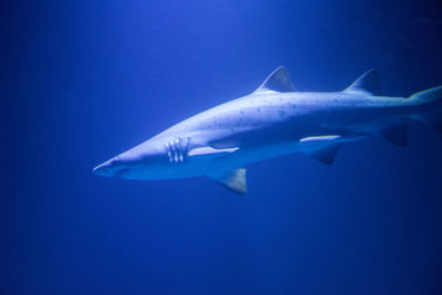 Sand tiger shark carcharias taurus in the water