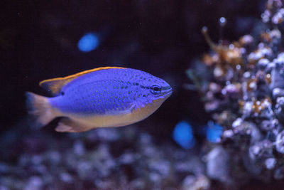 Close-up of fish swimming in aquarium