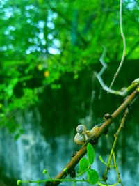 Close-up of lizard on tree in forest