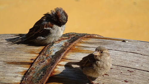 Close-up of bird perching on wood