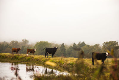 Cattle standing on field