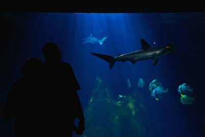 Fish swimming in aquarium