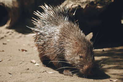 Close-up of an animal