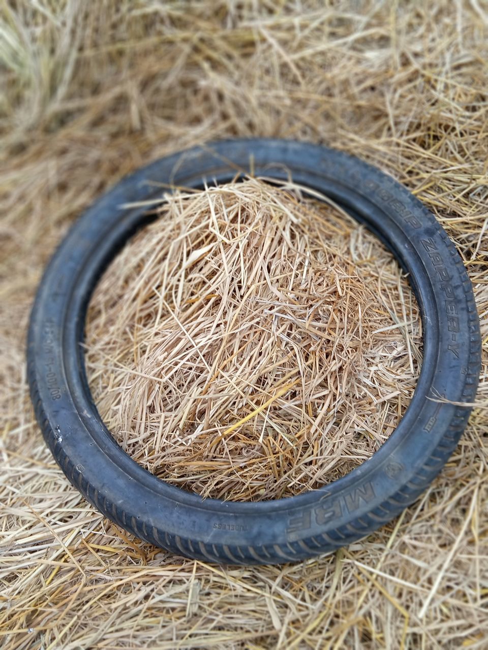 CLOSE-UP OF DRIED PLANT ON FIELD