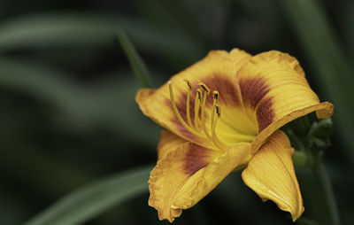 Blooming daylily to the right with out-of-focus green background and negative space to the left