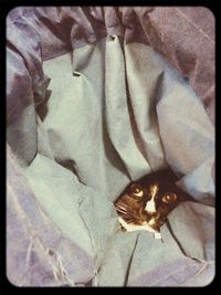 Cat looking away