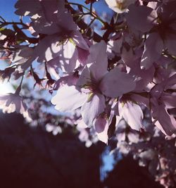 Close-up of pink flowers on branch