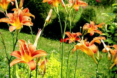 Close-up of red flower