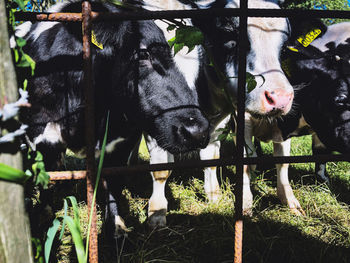 High angle view of cow by plants