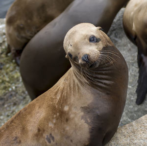 Close-up of sea lion