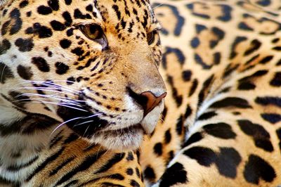 Close-up of tiger