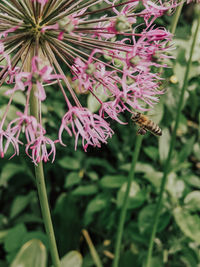 Close-up of bee pollinating on purple flower