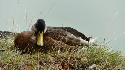 Ducks in a lake