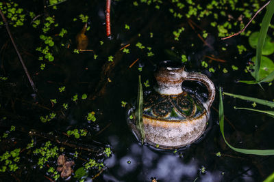 High angle view of a turtle in calm lake