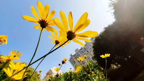 Low angle view of yellow flowering plants against sky