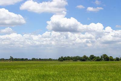 Scenic view of agricultural field against sky