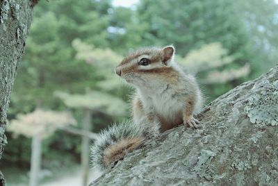 Squirrel on tree