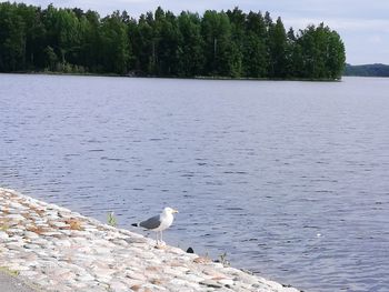Seagulls perching on lake against trees