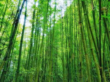 Low angle view of bamboo trees in forest