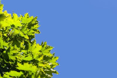 Low angle view of trees against clear blue sky