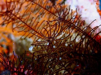 Close-up of plants against sea during autumn