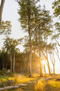 Sunlight streaming through trees in forest