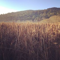 Crops growing on field against sky