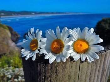 Chamomile plants with sea in background