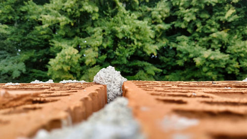 Close-up of plants growing on field in forest