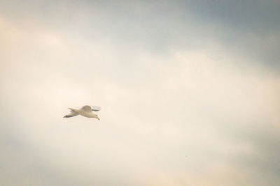 Low angle view of seagull flying in sky