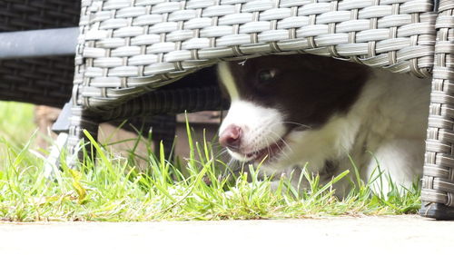 Close-up of dog on grass