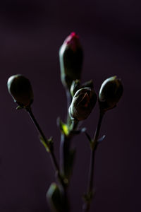 Macro photo of a blossoming carnation in darkness 