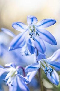 Close-up of blue flowering plant