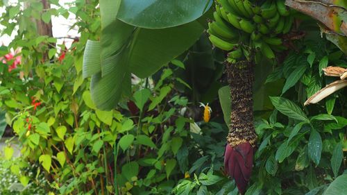 Plants growing on tree trunk