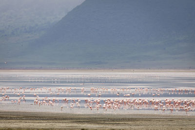 View of birds on land against the sky