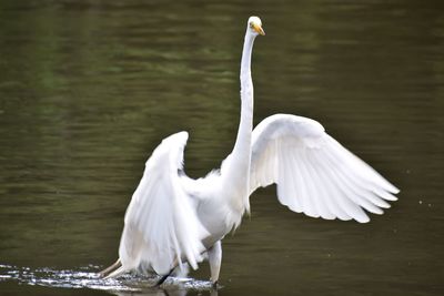 White swan on lake