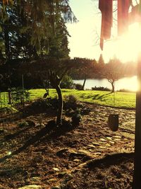 Sun shining through trees in park