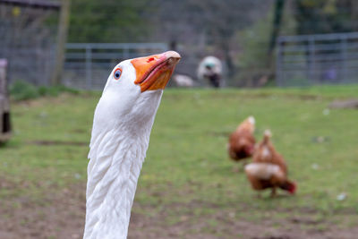 Close-up of a bird on field