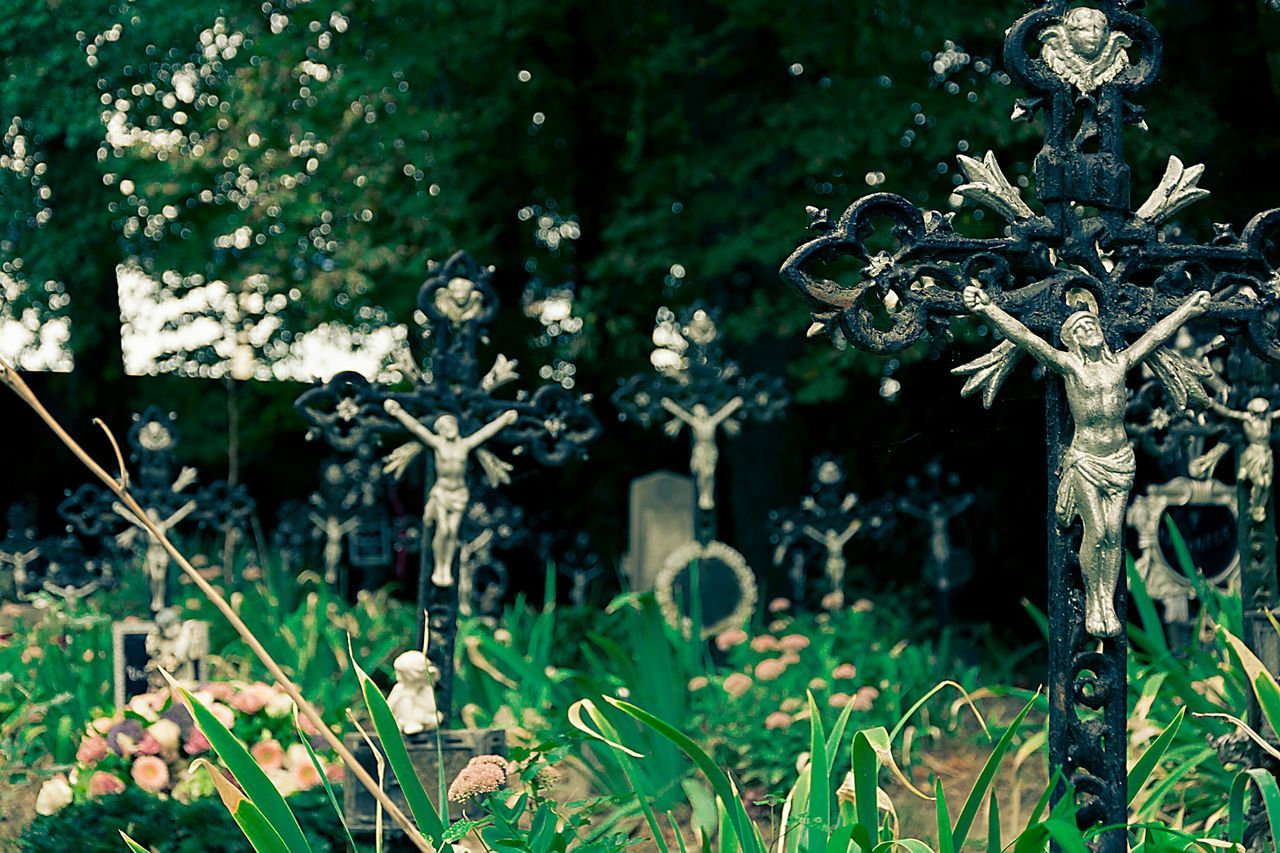 growth, plant, grass, nature, field, growing, tranquility, focus on foreground, close-up, beauty in nature, tree, outdoors, day, forest, no people, branch, green color, flower, fragility, water