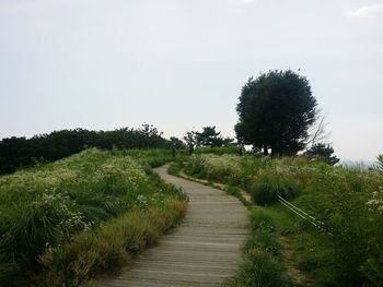 Scenic view of green landscape against clear sky