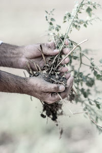 Close-up of hands holding plant on land