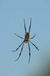 Close-up of spider