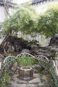 Plants growing on rocks