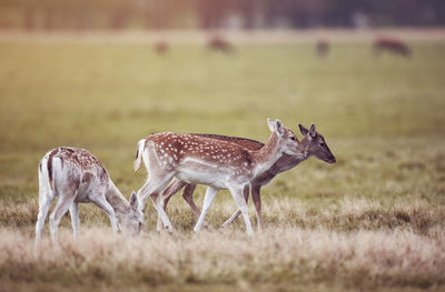 Fallow deer in a field