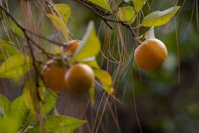 Close-up of fruits growing on plant