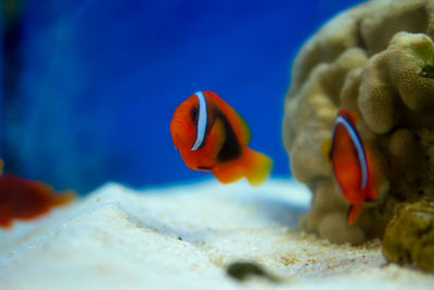 Close-up of fish swimming in aquarium