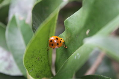Close-up of ladybug on leaf